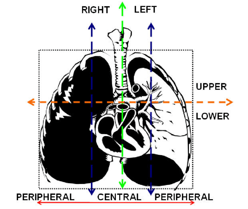 Lung’s division